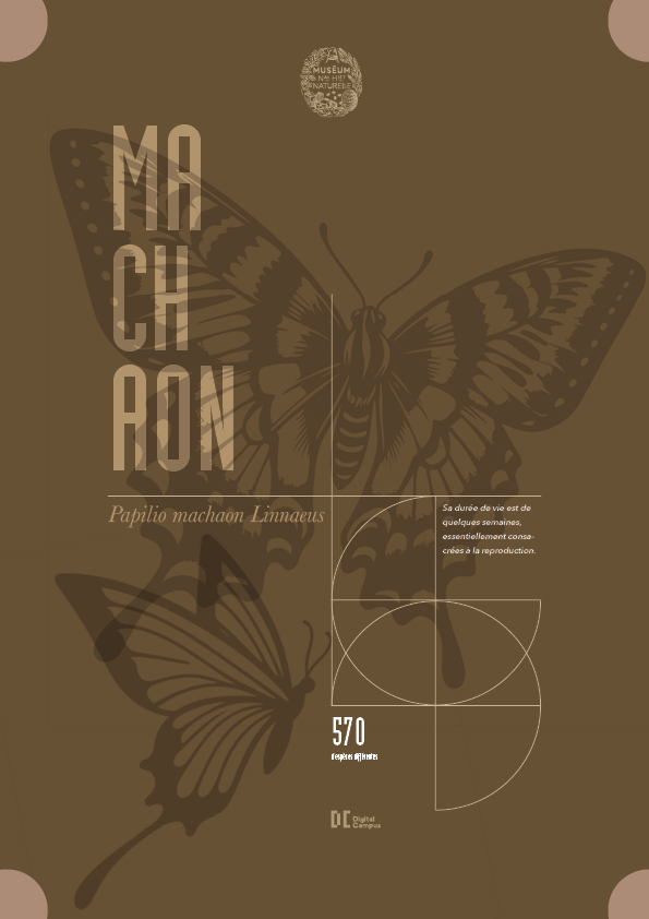 Affiche de papillon pour musée