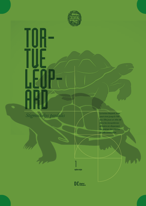 Affiche de tortue pour musée
